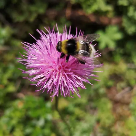 Lejlighed Dreilaerchenhaus *