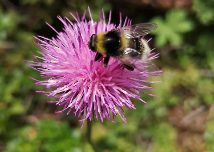 Διαμέρισμα Dreilaerchenhaus *